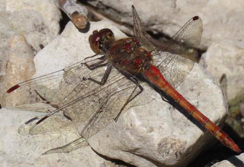 Sympetrum striolatum